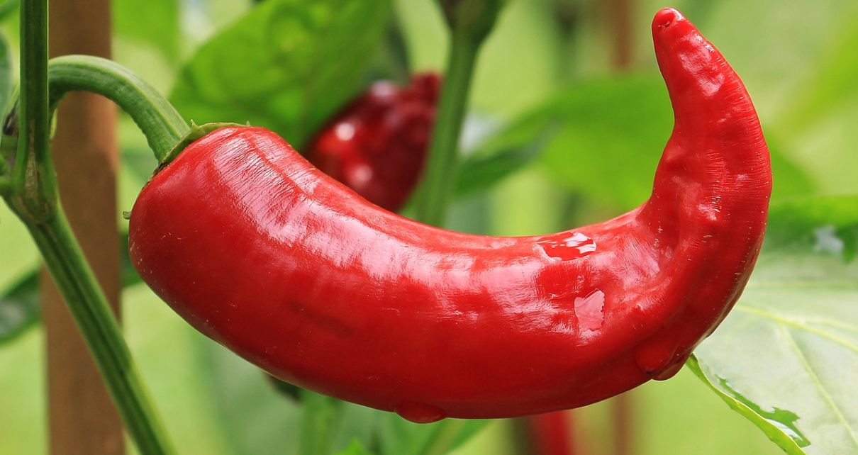 Chilli Pepper Photo by pixel2013