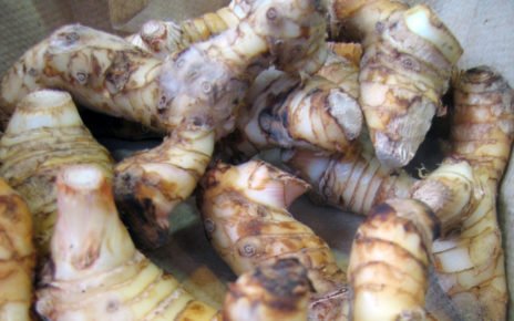 Galangal Photo by Ruth and Dave